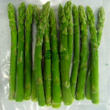 IQF Verduras congeladas de espárragos verdes